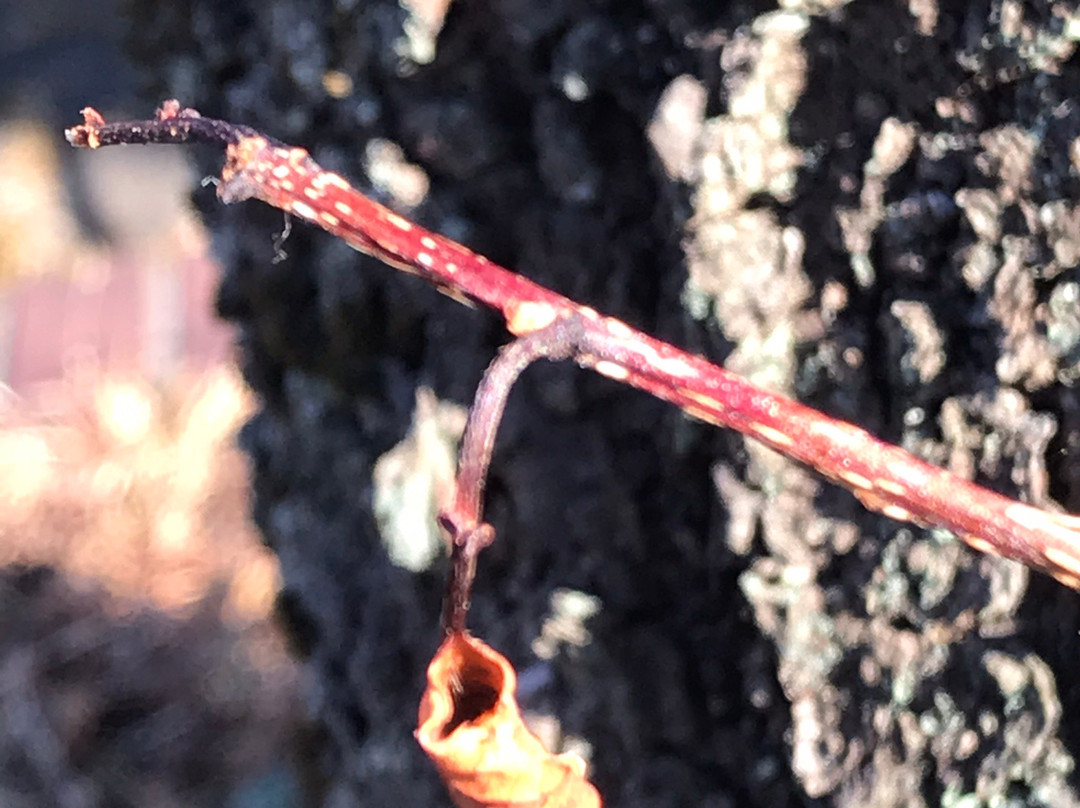 Minoyama Park-皆野町必去景点