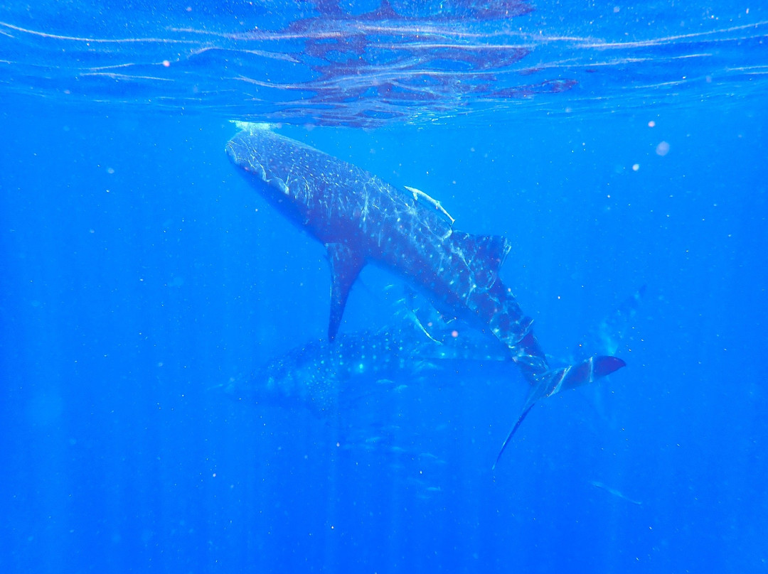 Les Baleines Rand'eau景点图片
