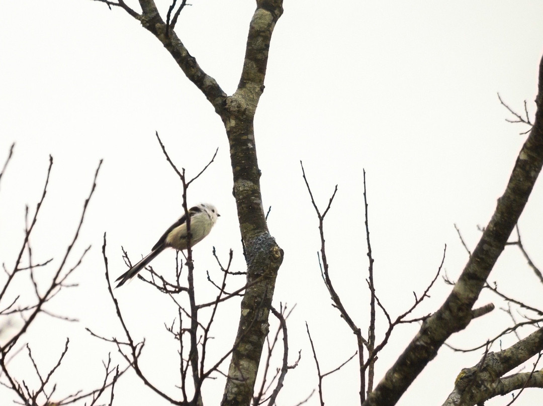 Onnenai Boardwalk-鹤居村必去景点