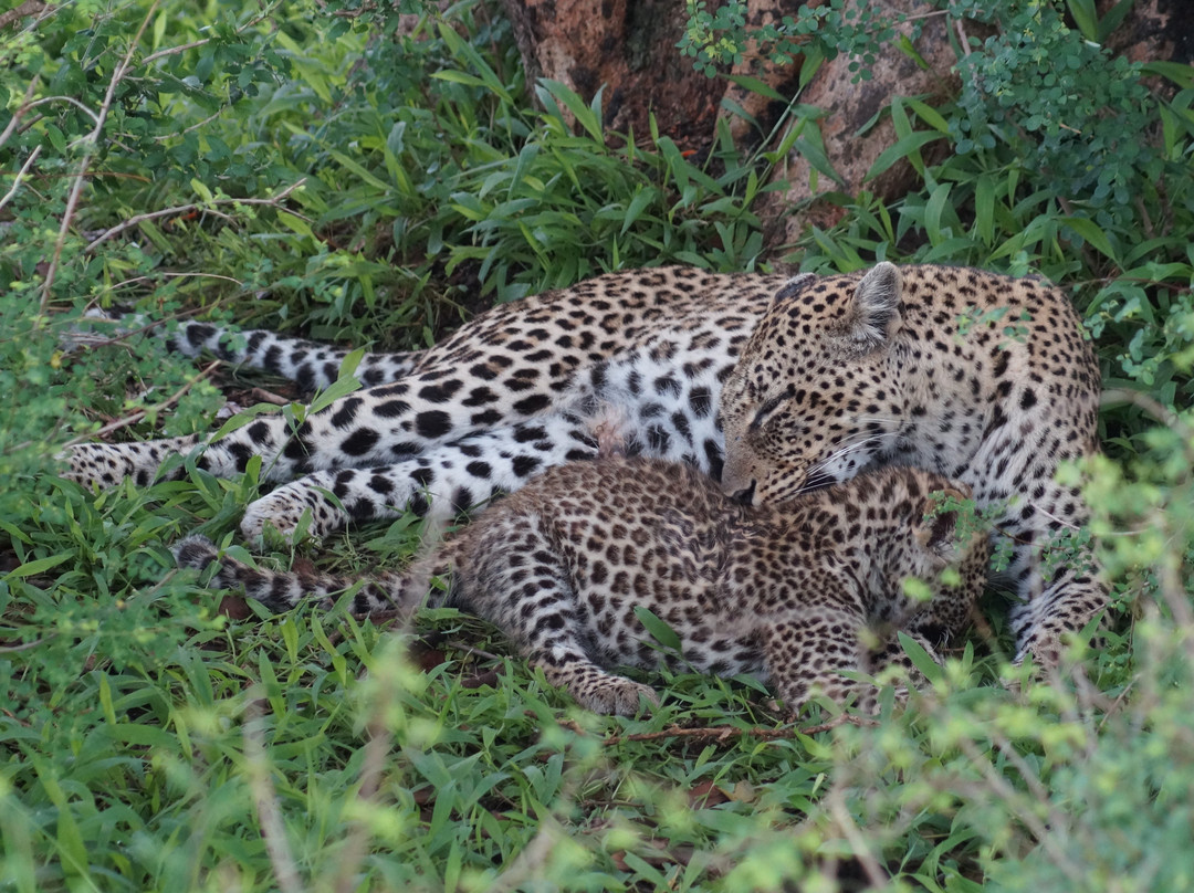 Mara River-塞伦盖蒂国家公园必去景点