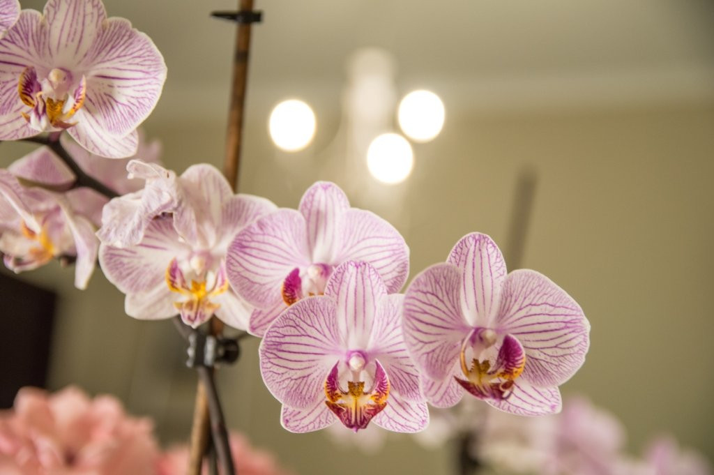 Anthemio Studios & Apartments Loutraki主图