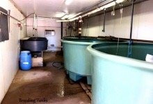 Narrabri Fish Farm景点图片