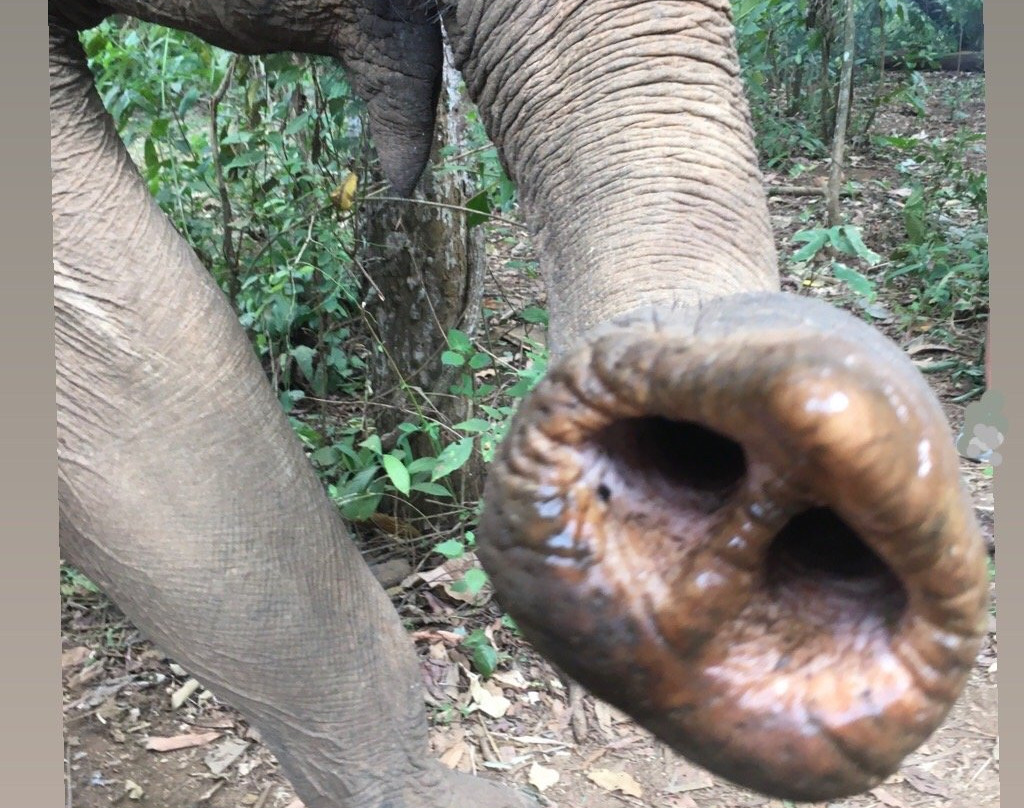 LEAF Cambodia Mondulkiri Elephant & Wildlife Sanctuary景点图片