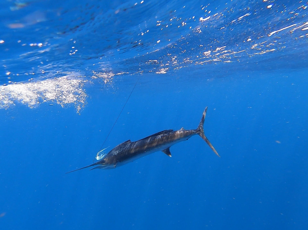 La Menta Fishing trips Curaçao-威廉斯塔德必去景点