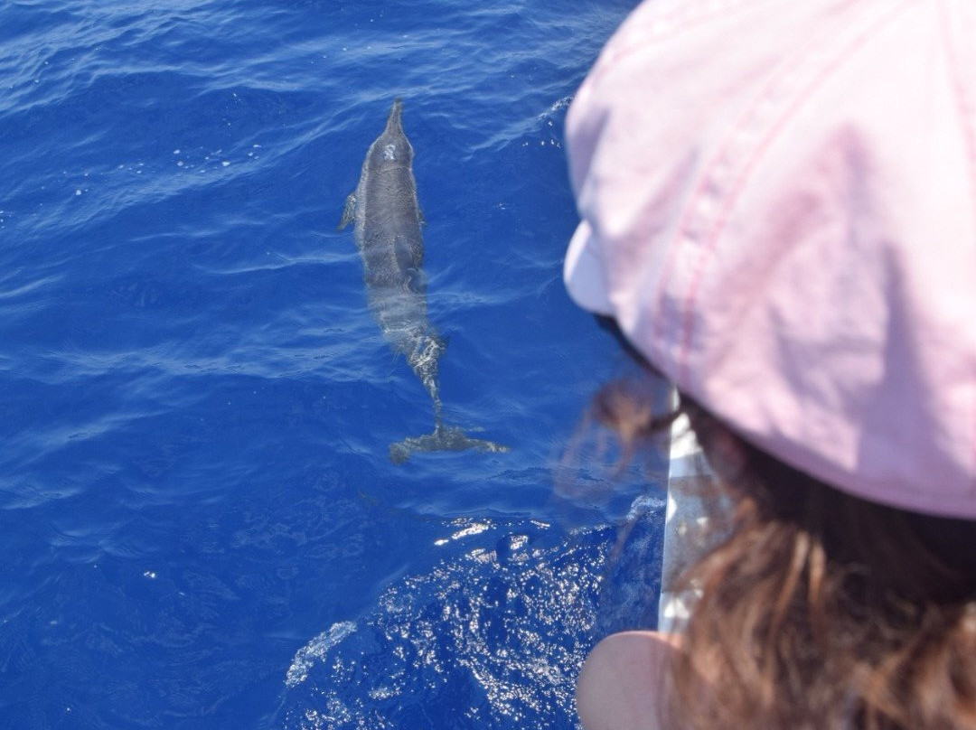 Ocean Dream Croisieres Catamaran Catalize景点图片