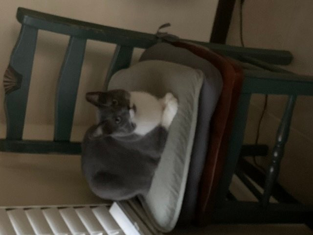 Lucky Cat Cafe  & Lounge-路易斯维尔必去景点