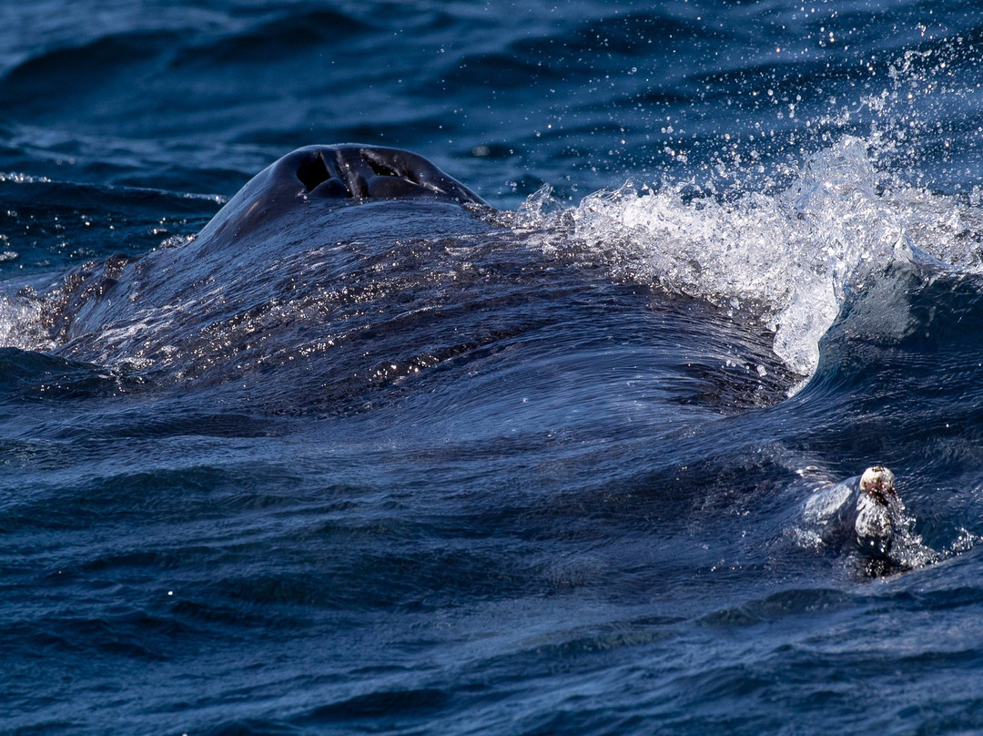 GoWhaleWatching Merimbula-梅林布拉必去景点