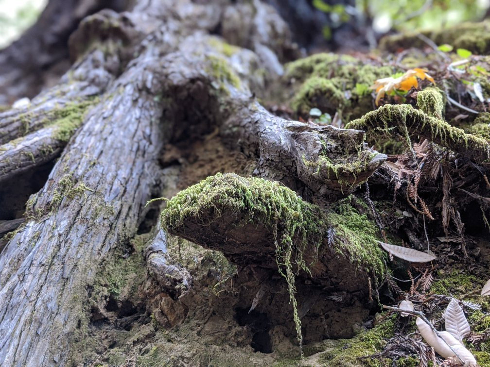 Montgomery Woods State Reserve景点图片