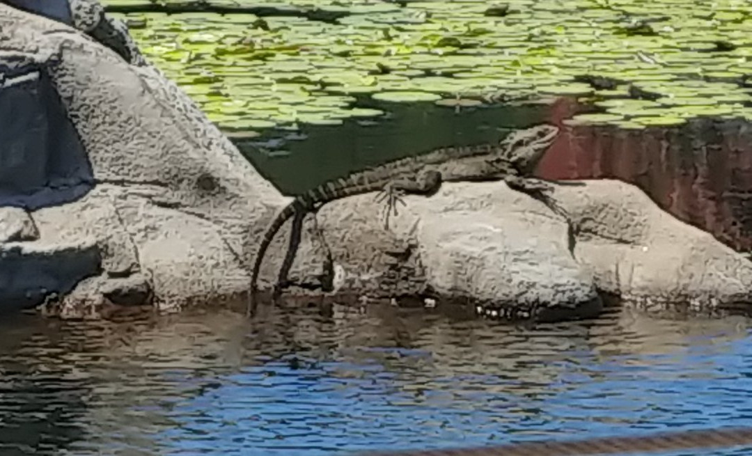 Pacific Palms Resort主图