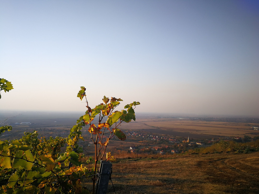 Balla Geza Winery景点图片