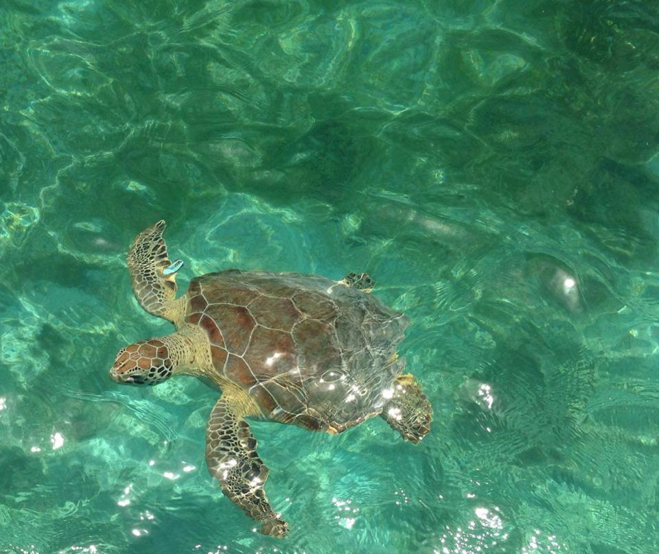 Culebra Jet Ski Tours-库莱布拉岛必去景点