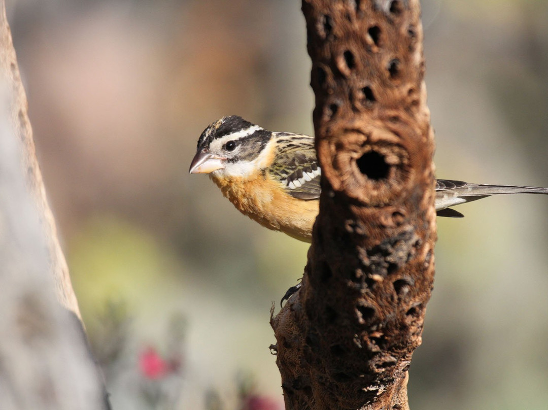 Battiste's Bed, Breakfast & Birds主图