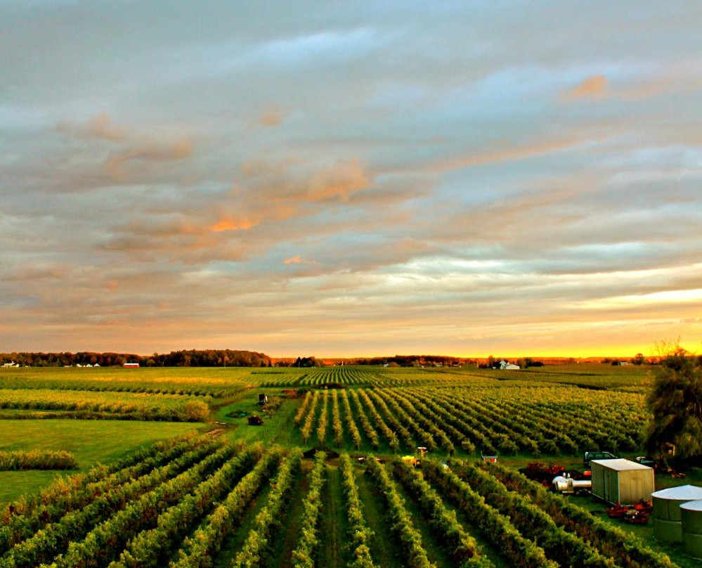 Palatine Hills Estate Winery-滨湖尼亚加拉必去景点