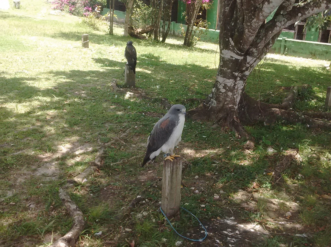 Parque dos Falcões景点图片