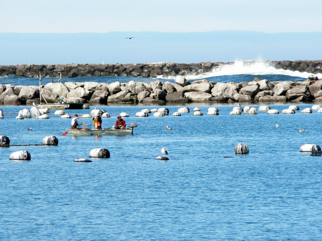Umpqua Triangle Oyster from Aquaculture景点图片