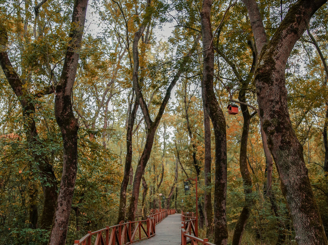 Cakirlar Korusu-Cakirlar Yali必去景点