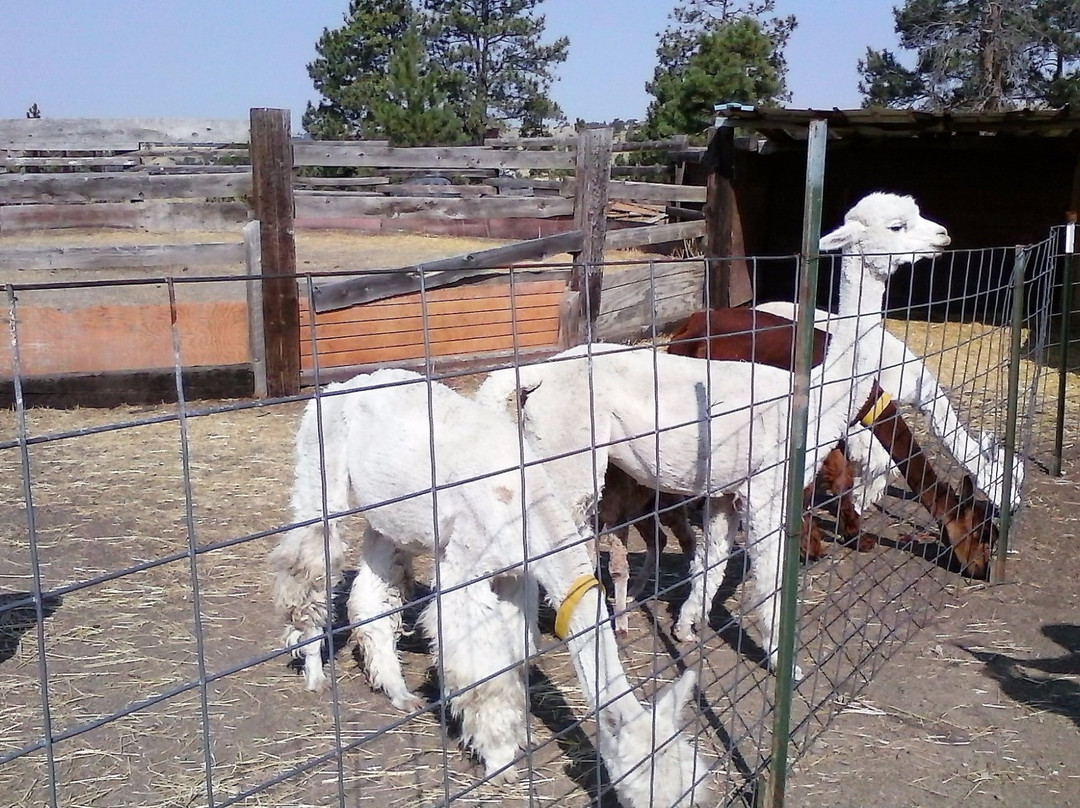Mule Train Alpaca Ranch景点图片