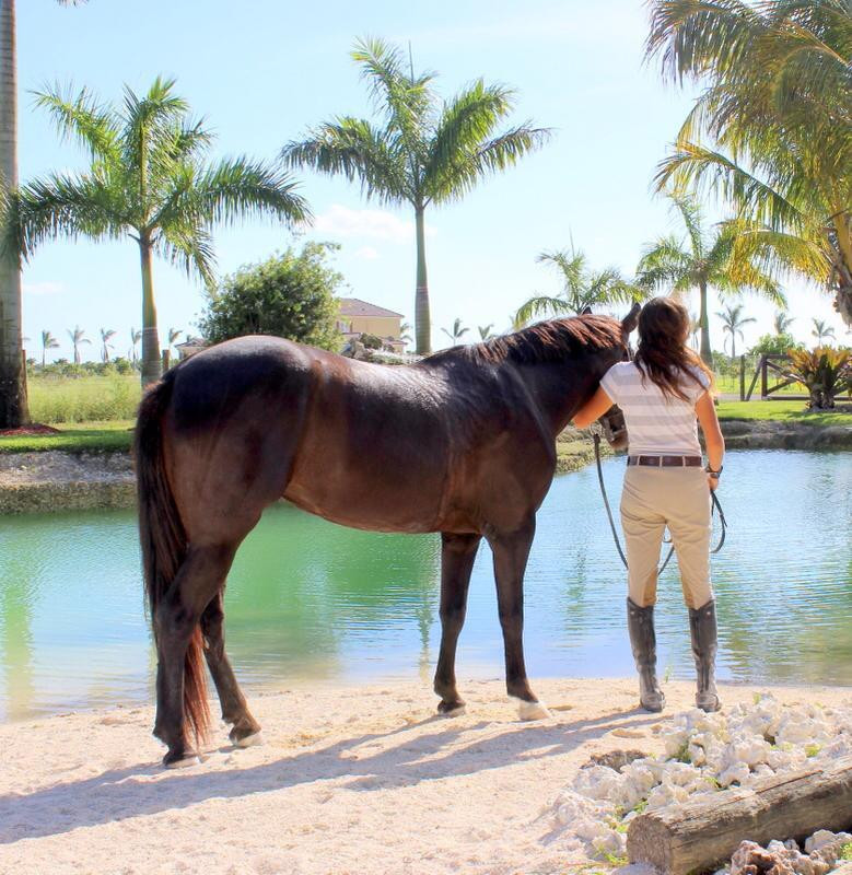 Angel's Haven Ranch-霍姆斯特德必去景点
