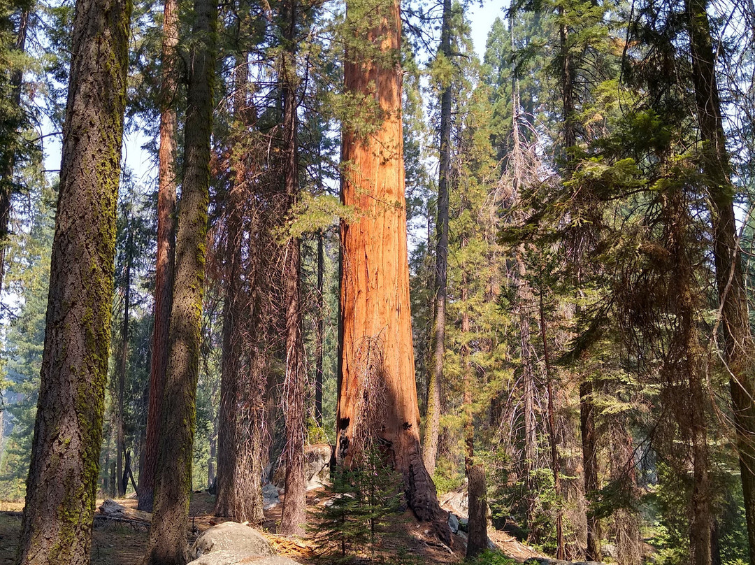Muir Grove Trailhead