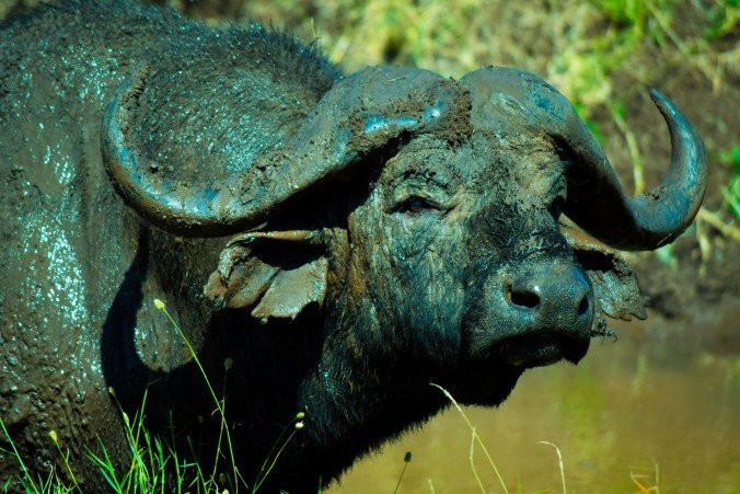 null-Lewa Wildlife Conservancy