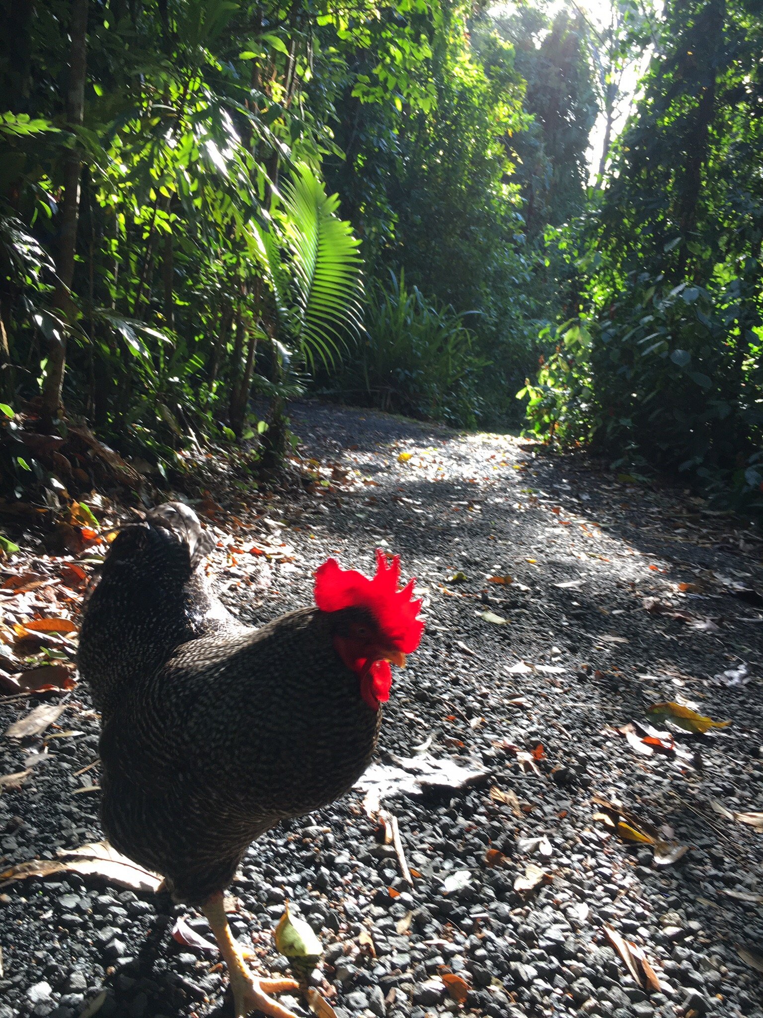 Cassowary House-官方