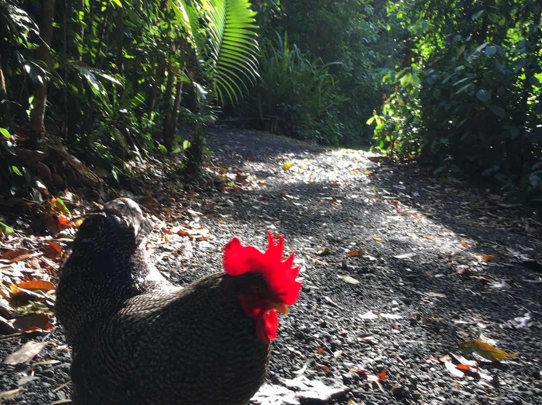 Cassowary House主图