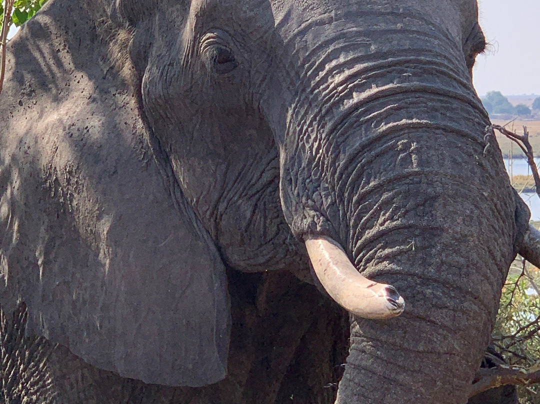 Tropical tours safaris-Chobe-卡萨尼必去景点