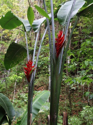 la cascade d'Anba So à Fond Lahaye