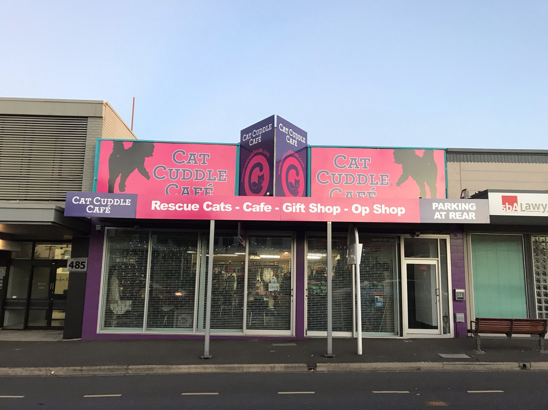 Cat Cuddle Café-布里斯班必去景点