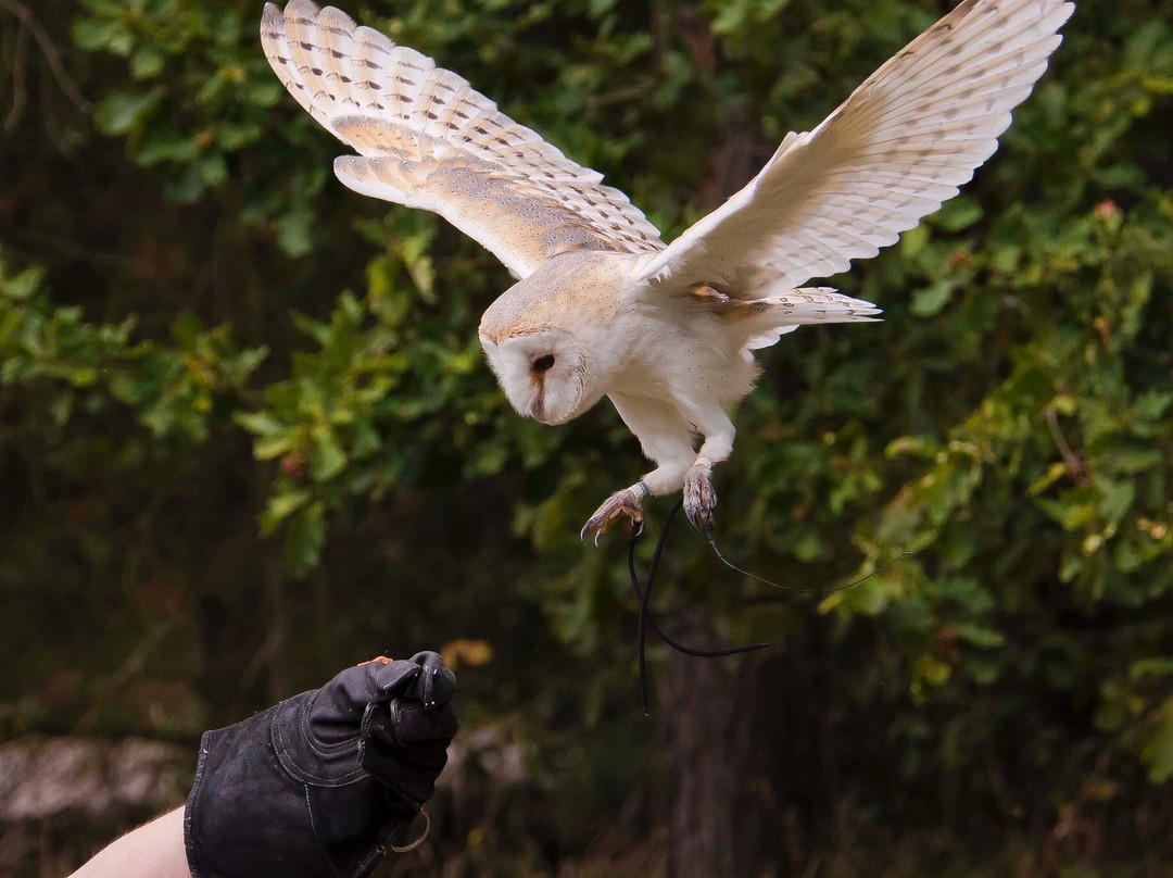 Lee Valley Animal Adventure Park景点图片