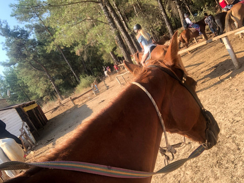 Family Horse Farm-厄吕代尼兹必去景点