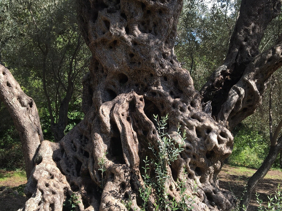 Stara Maslina-Tomba必去景点
