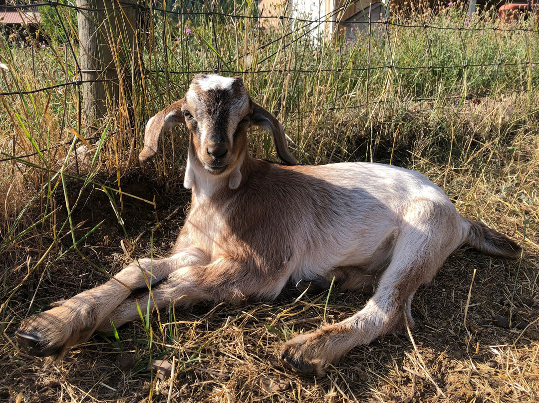 Cedar Mountain Farm Bed and Breakfast主图