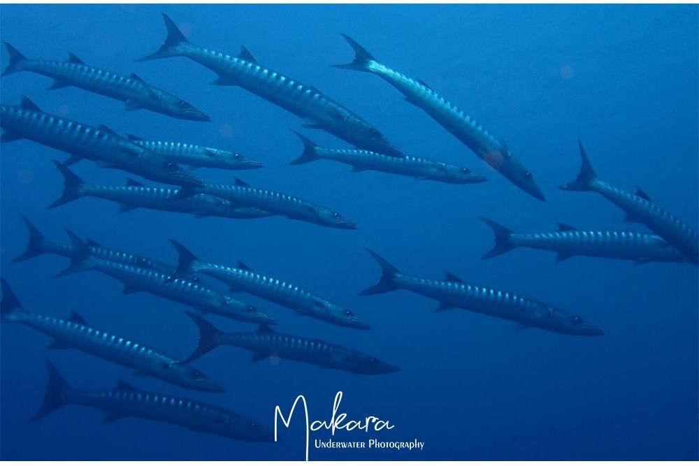 DIVING AND SNORKELING TULAMBEN MAKARA-图兰本必去景点