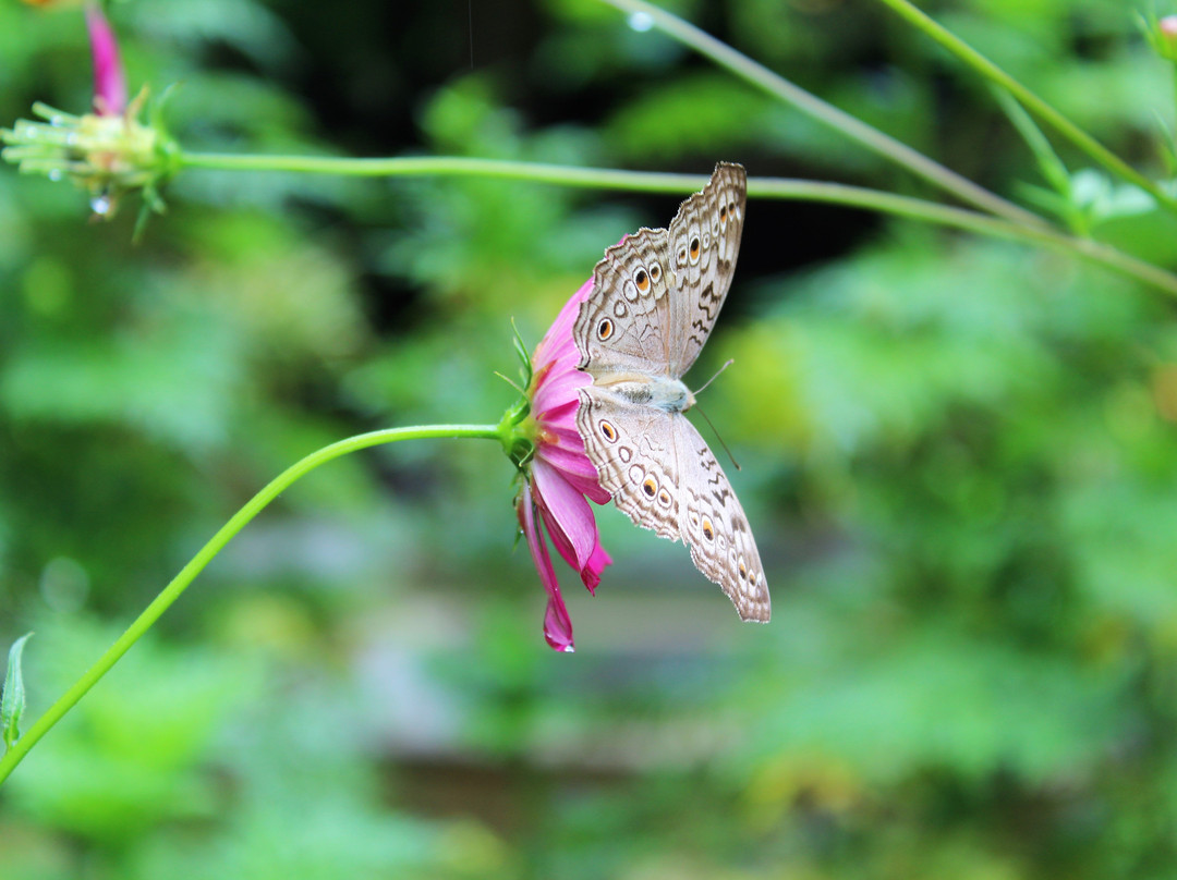 班昂考索渡假村主图