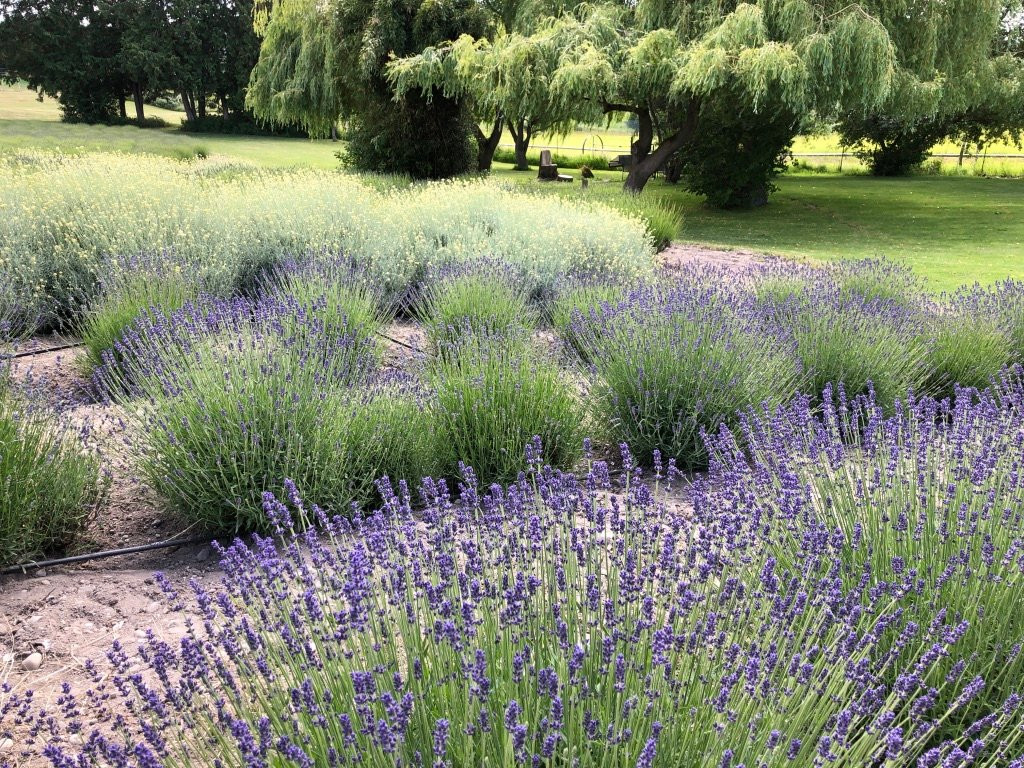 Purple Haze Lavender Farm景点图片