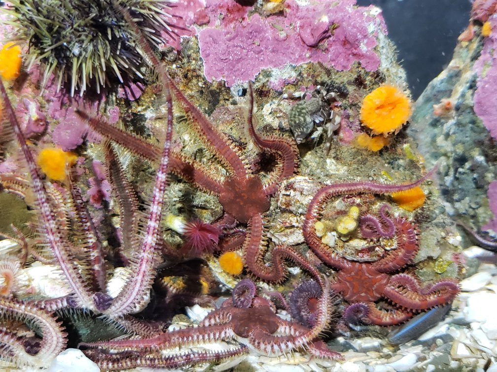 Discovery Passage Aquarium景点图片