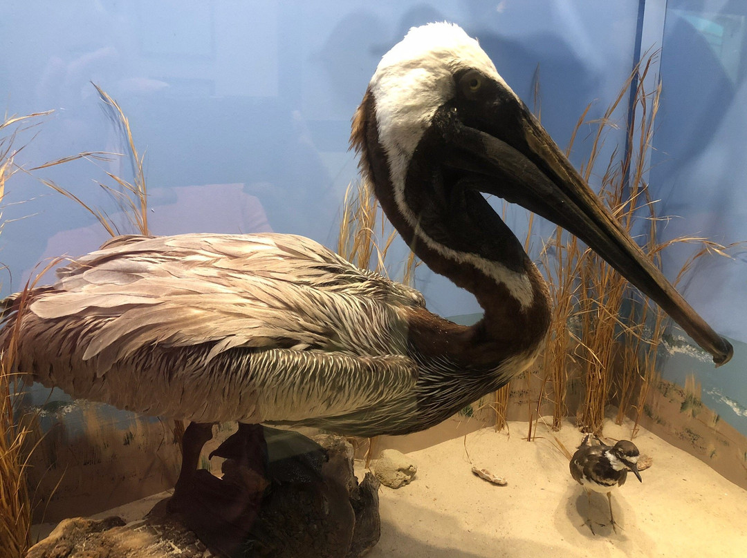 Museum of Coastal Carolina-Ocean Isle Beach必去景点