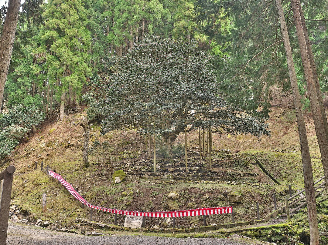 Taki no Sennen Tubaki Park景点图片