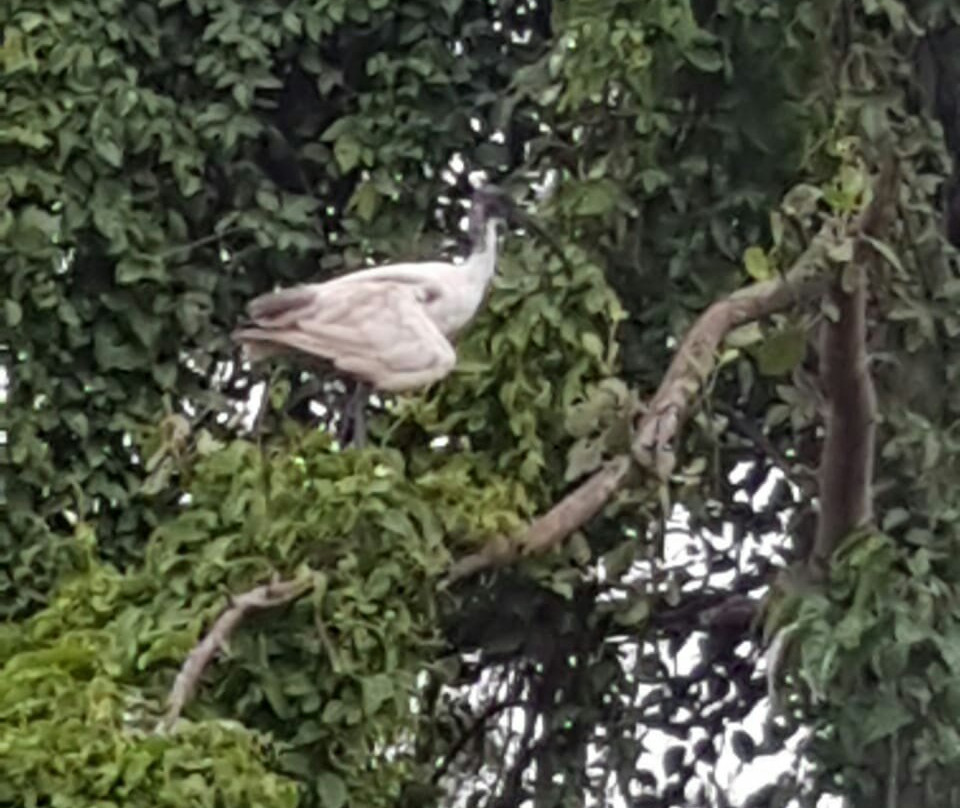 Mawella Bird Sanctuary Bird Watching-唐卡拉必去景点