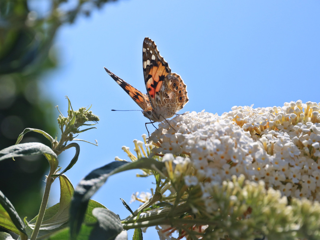 Dünenspaziergänge-斯匹科罗格必去景点