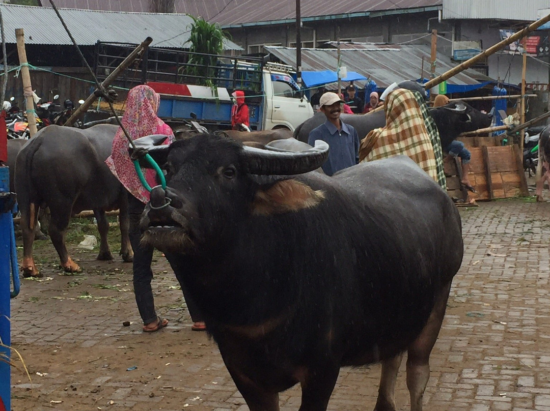 Rantepao Livestock Market景点图片