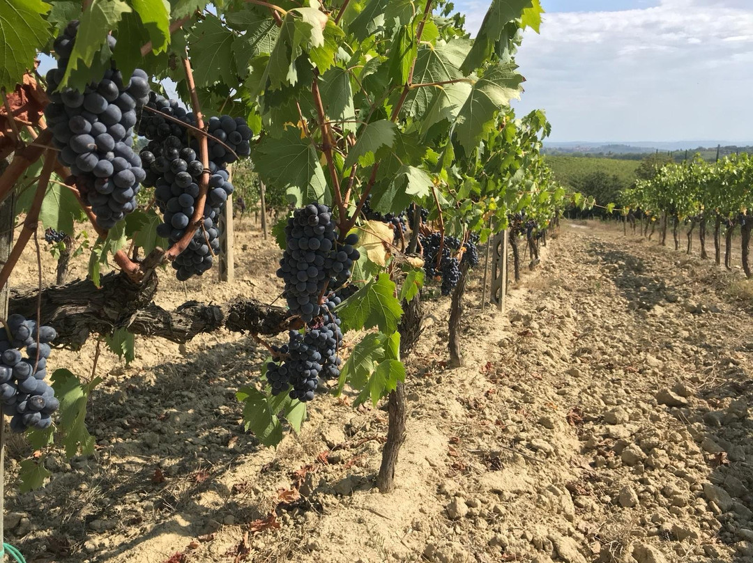 I Cipressi Winery-蒙特普尔恰诺必去景点