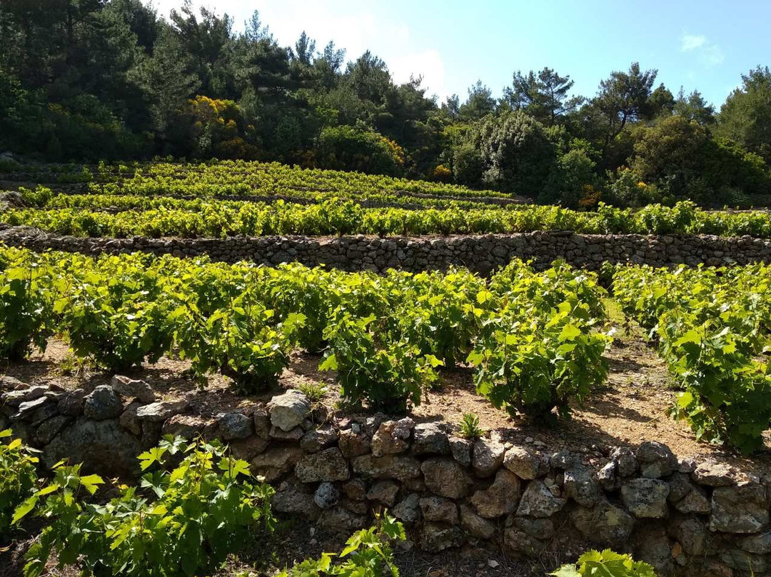 Coutsodontis Winery景点图片
