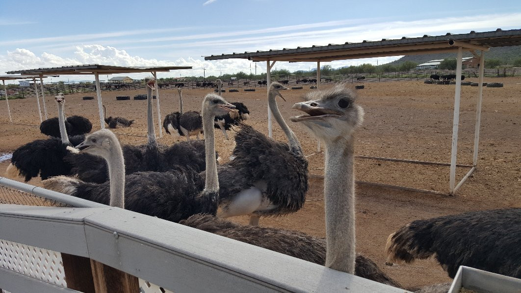 Rooster Cogburn Ostrich Ranch-Eloy必去景点