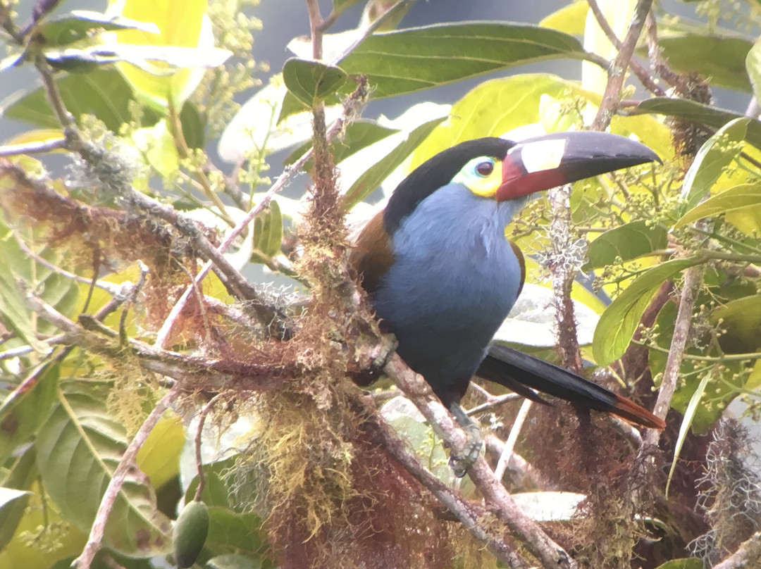 Neotropical Nature & Birding Trips景点图片