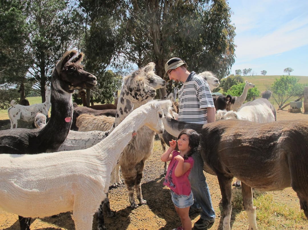 Alpaca Magic-Sutton必去景点