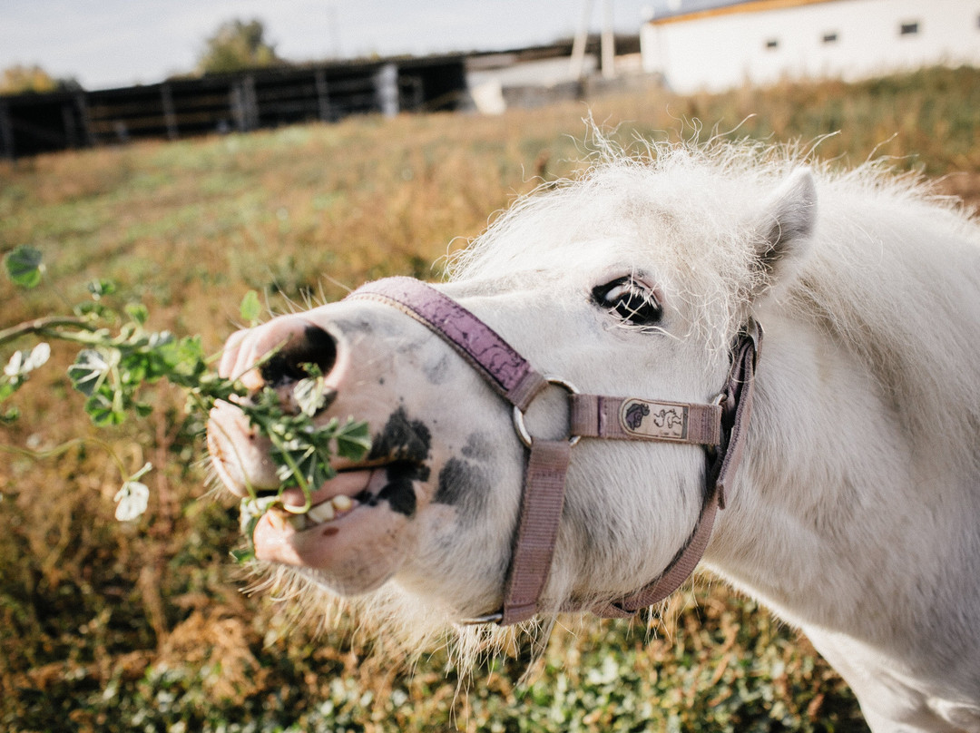 Eco Complex Kazeyevka-Kazeyevka必去景点