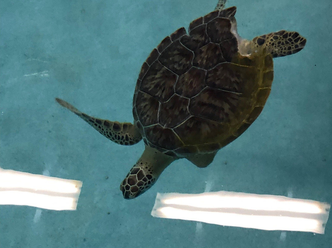 Navarre Beach Marine Sanctuary景点图片