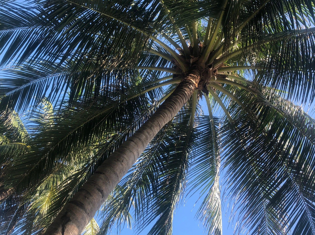 Meeru Island Resort & Spa - Day Tours景点图片
